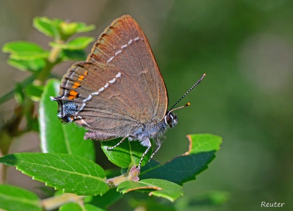 Kreuzdorn-Zipfelfalter (Satyrium spini)